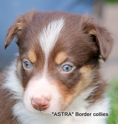 Red Tricolour, male, medium to rough coated, border collie puppy